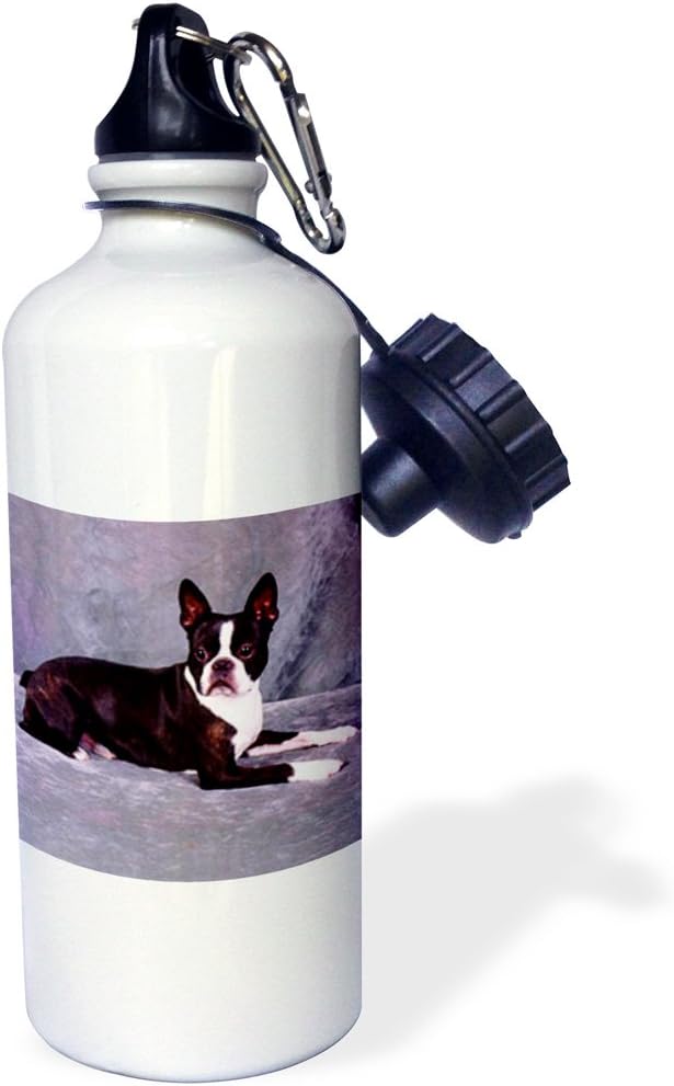 3dRose Boston Terrier Sports Water Bottle, 21 oz, White