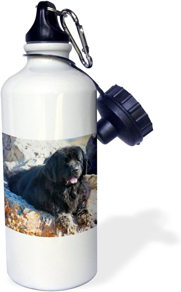 3dRose USA, California. Newfoundland Lying with Sandy Paws. -Sports Water Bottle, 21oz , 21 oz, Multicolored