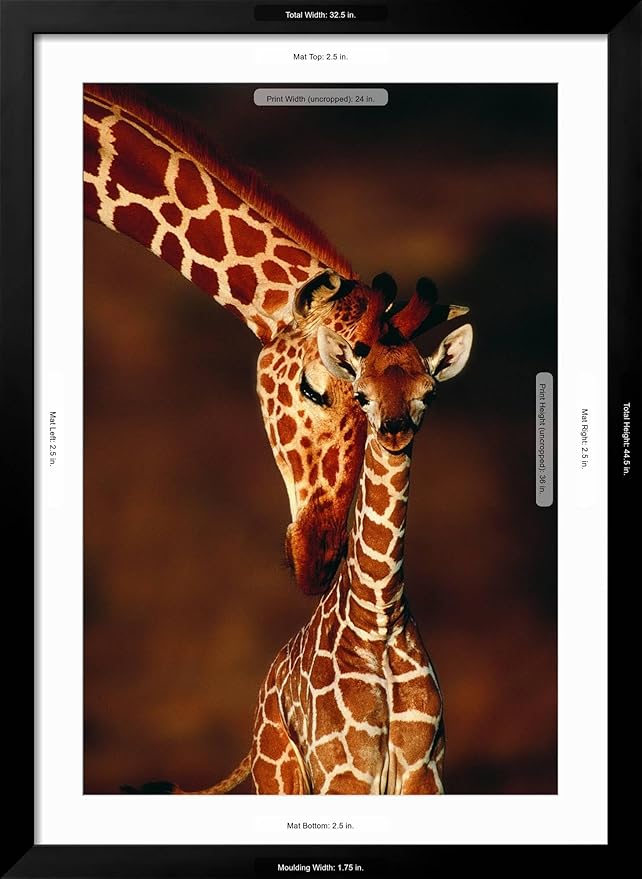 Framed Wall Art Prints Giraffe and Baby by Lantern Press, Animals Decor, 24" x 36", Black Frame with White Mat