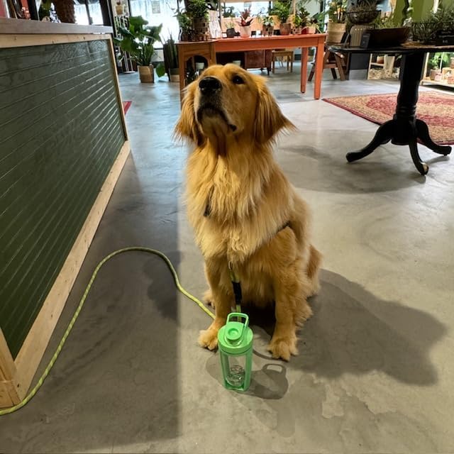 Moonlight Makers Set of 3 16oz Protein Shaker Bottle with Steel Whisk Ball, Leakproof Gym Bottle, Shaker Cups for Protein Shakes, Dishwasher Safe, Fitness Gifts, Preworkout Drink Mixer