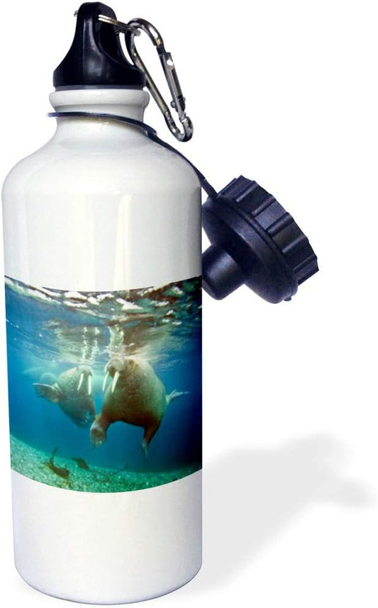 3dRose Norway, Spitsbergen, Nordaustlandet Walrus Bull Swims Underwater Sports Water Bottle, 21oz, Multicolored