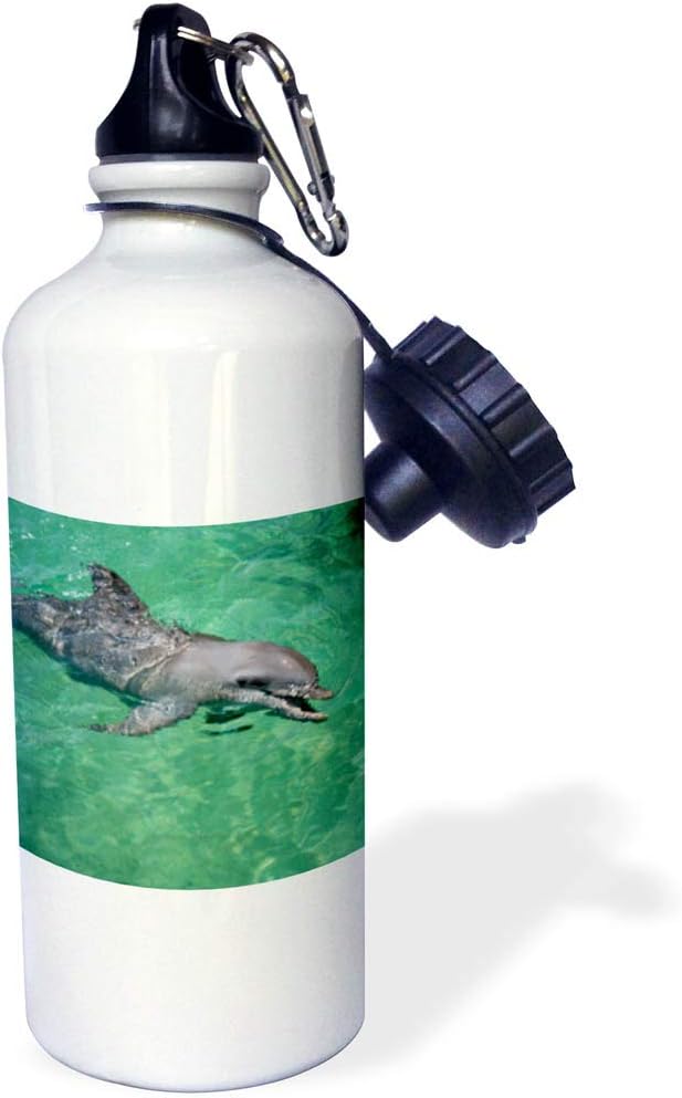 3dRose Honduras, Honduran Bay Islands Anthonys Key, Bottlenose Dolphin Sports Water Bottle, 21oz, Multicolored