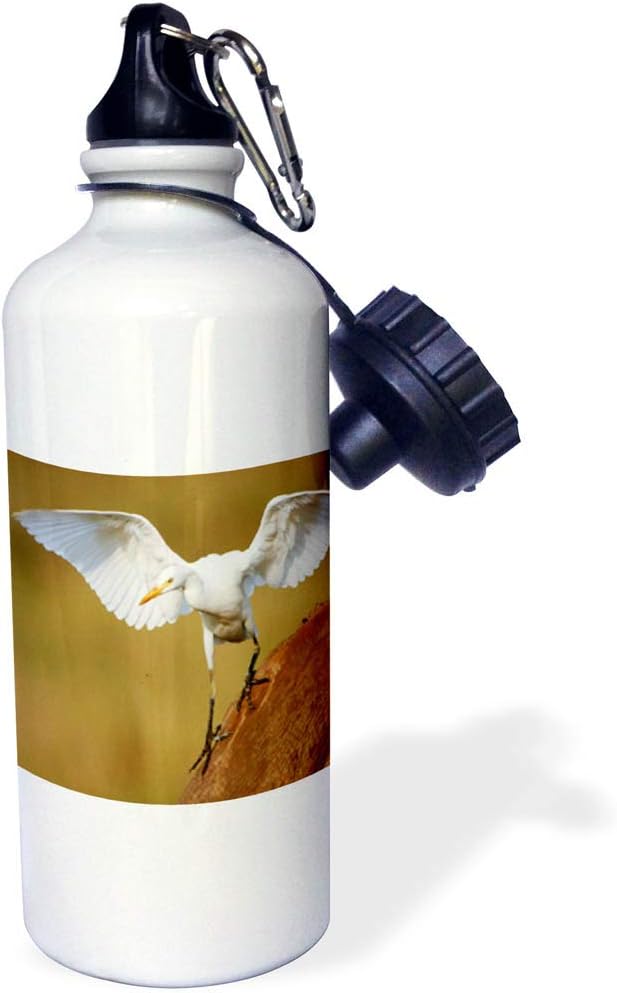 3dRose A Cattle egret descends from its Perch Rietvlei, South Africa Sports Water Bottle, 21 oz, Multicolored