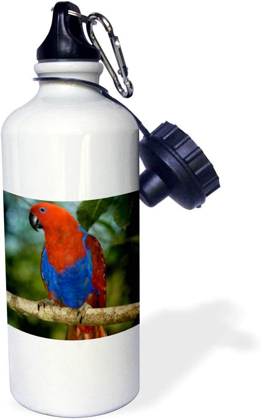 3dRose "Papua New Guinea, Eclectus Parrot, tropical bird OC12 BFR0032 Bernard Friel" Sports Water Bottle, 21 oz, White