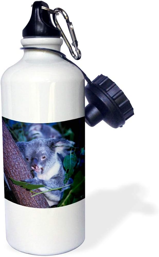 3dRose Koala Queensland, Australia Sports Water Bottle, 21 oz, White