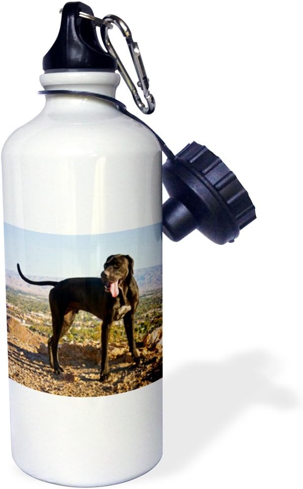 3dRose "A black German Shorthaired Pointer dog-US05 ZMU0367-Zandria Muench Beraldo" Sports Water Bottle, 21 oz, White