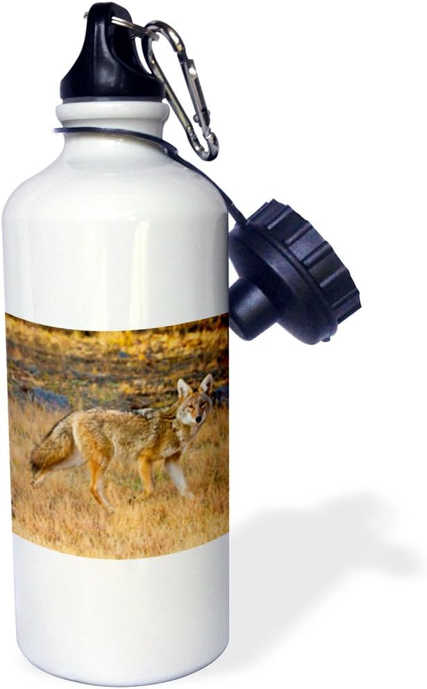3dRose Coyote, Canis latrans, Hunting. -Sports Water Bottle, 21oz , 21 oz, Multicolor