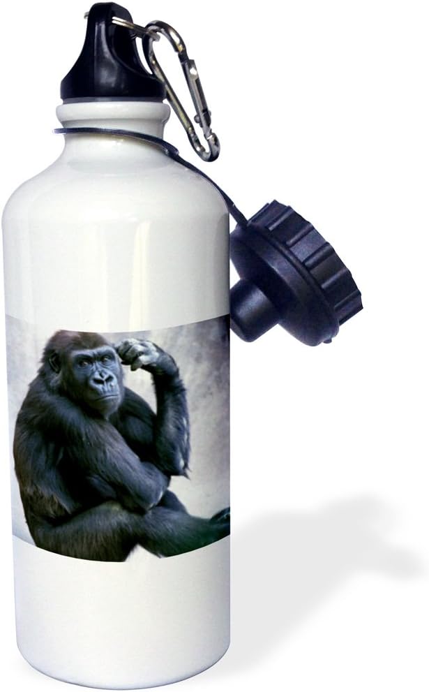 3dRose California, San Diego Zoo Lowland Gorilla US05 GJE0031 Gavriel Jecan Sports Water Bottle, 21 oz, White