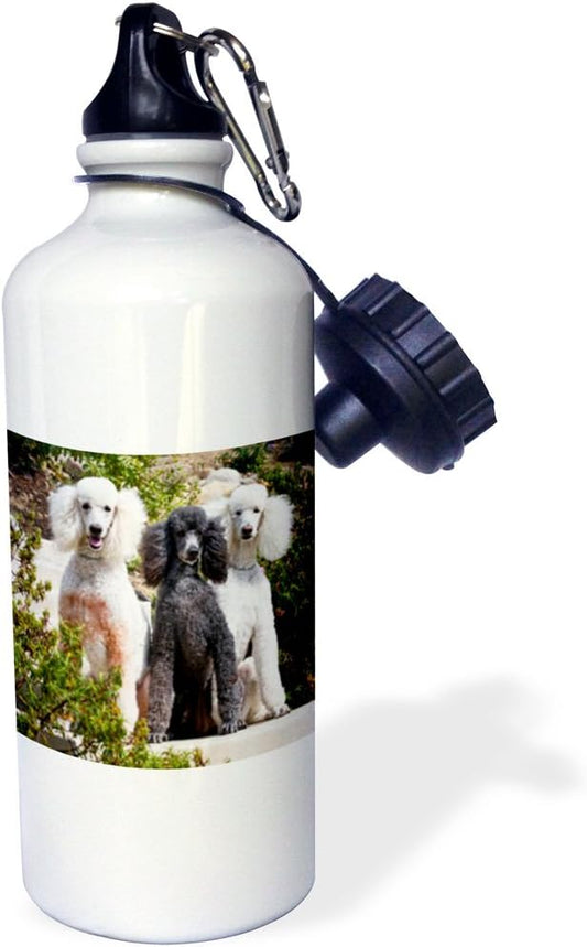 3dRose USA, California. Three Standard Poodles sitting together. -Sports Water Bottle, 21oz , Multicolored