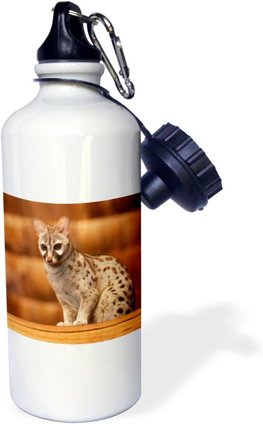 3dRose "Tanzania, Ngoro Ngoro Conservation, Civet wildlife-AF45 RBE0377 Ralph H. Bendjebar" Sports Water Bottle, 21 oz, White