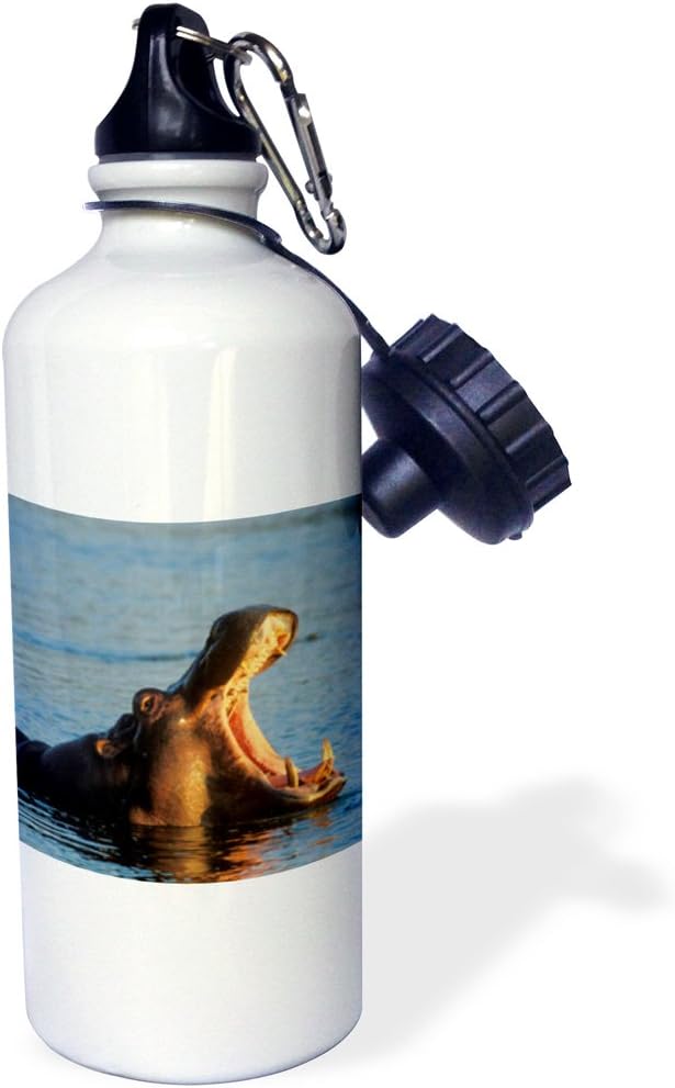 3dRose Hippopotamus Yawning in The Evening, Kruger NP, South Africa Sports Water Bottle, 21oz, Multicolored