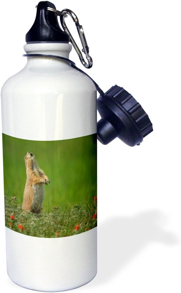 3dRose USA, South Dakota, Custer SP. Black-Tailed Prairie Dog Calling. -Sports Water Bottle, 21oz , 21 oz, Multicolored