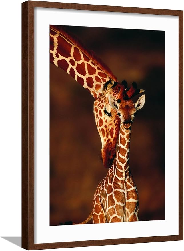 Framed Wall Art Prints Giraffe and Baby by Lantern Press, Animals Decor, 16" x 24", Espresso Frame with White Mat