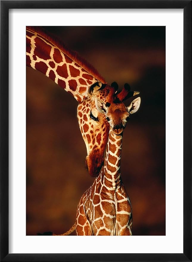 Framed Wall Art Prints Giraffe and Baby by Lantern Press, Animals Decor, 12" x 18", Black Frame with White Mat