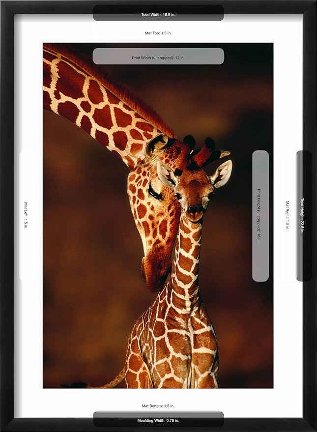 Framed Wall Art Prints Giraffe and Baby by Lantern Press, Animals Decor, 12" x 18", Black Frame with White Mat