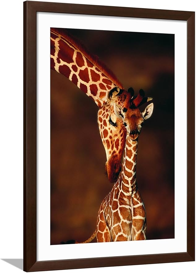 Framed Wall Art Prints Giraffe and Baby by Lantern Press, Animals Decor, 24" x 36", Espresso Frame with White Mat