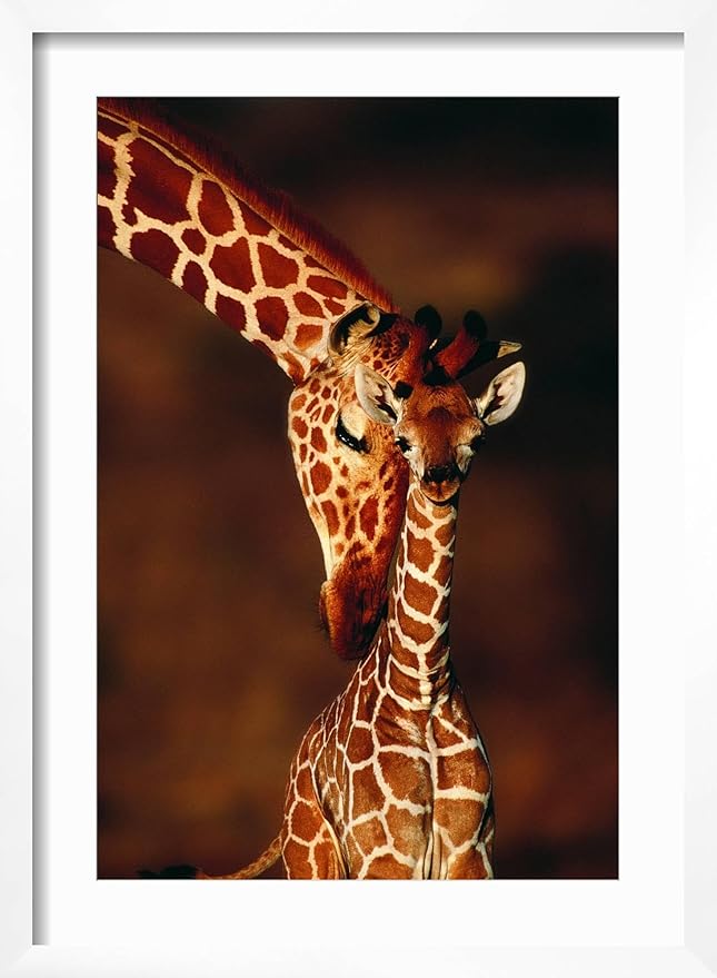 Framed Wall Art Prints Giraffe and Baby by Lantern Press, Animals Decor, 12" x 18", White Frame with White Mat
